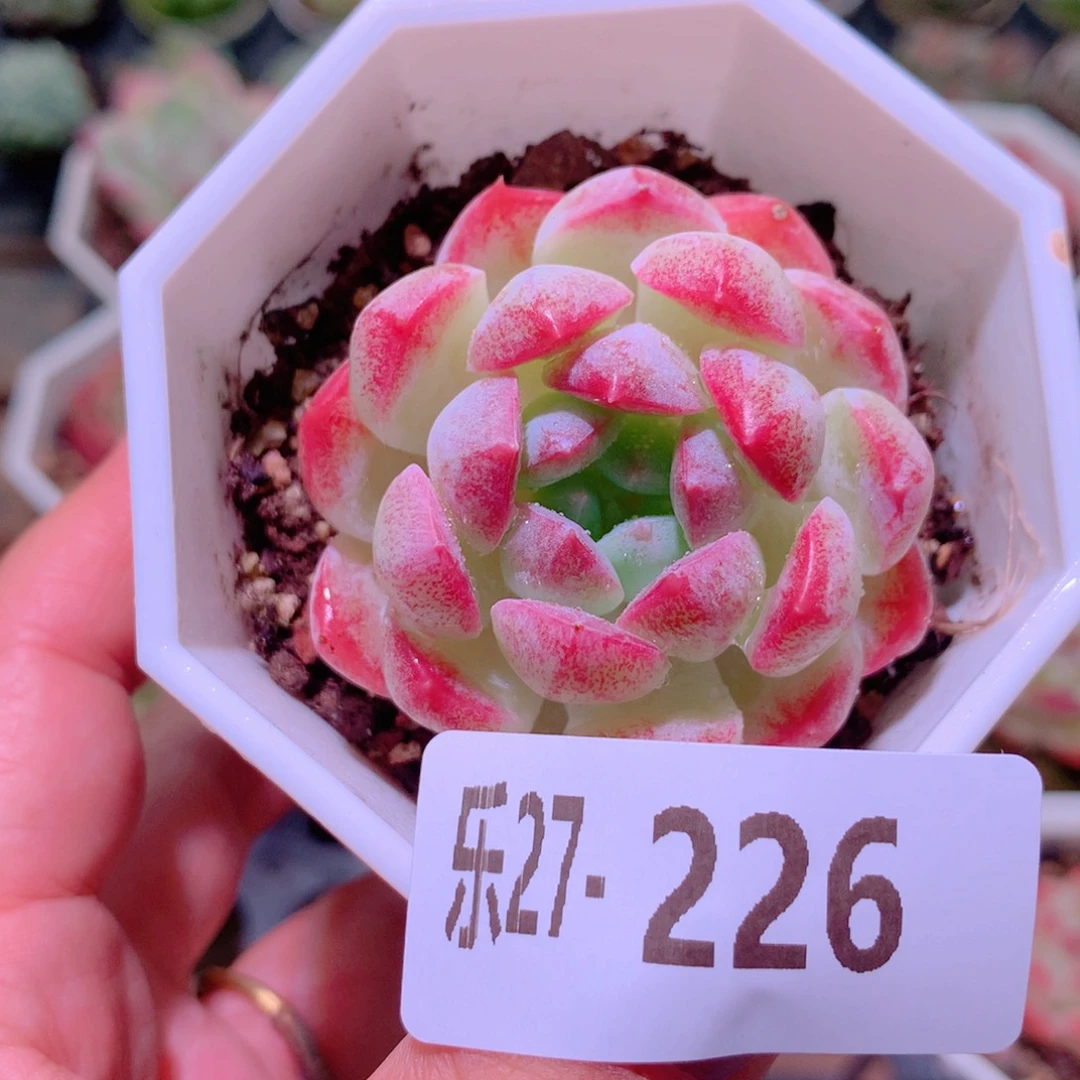 乐然27-226 白桃汽水