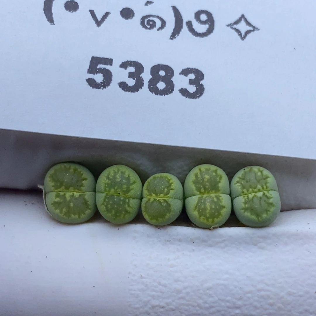 5383。绿菊。。。。。。。。