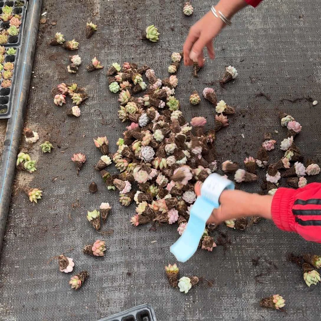 糖心东云混量拍一箱100颗六号箱子发货