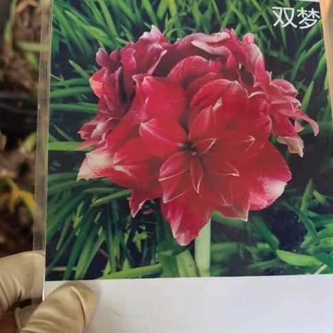 当前无花朵，栽培后可花朵双梦小球带盆发货