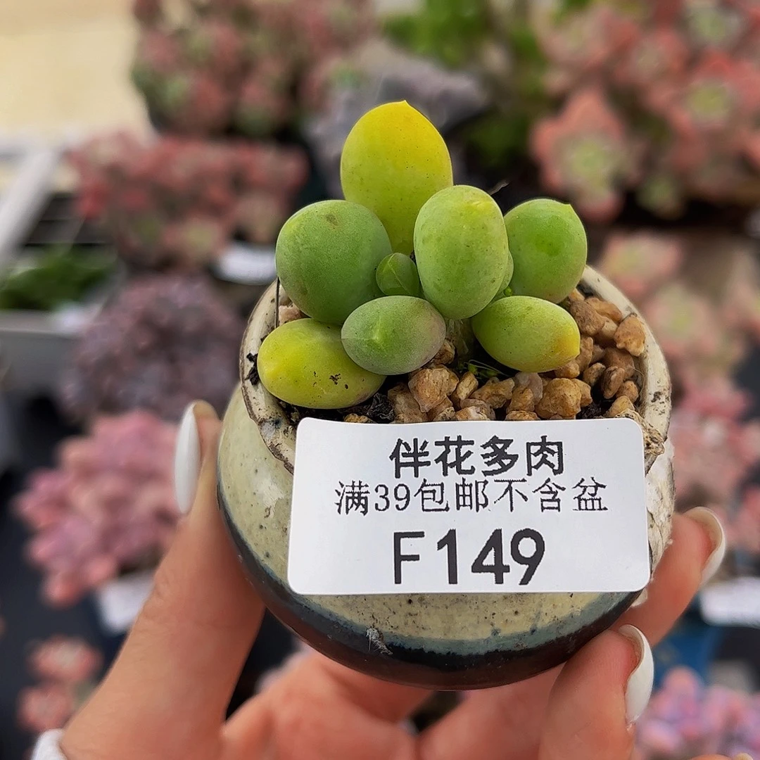 149-芒果奶多肉3cm