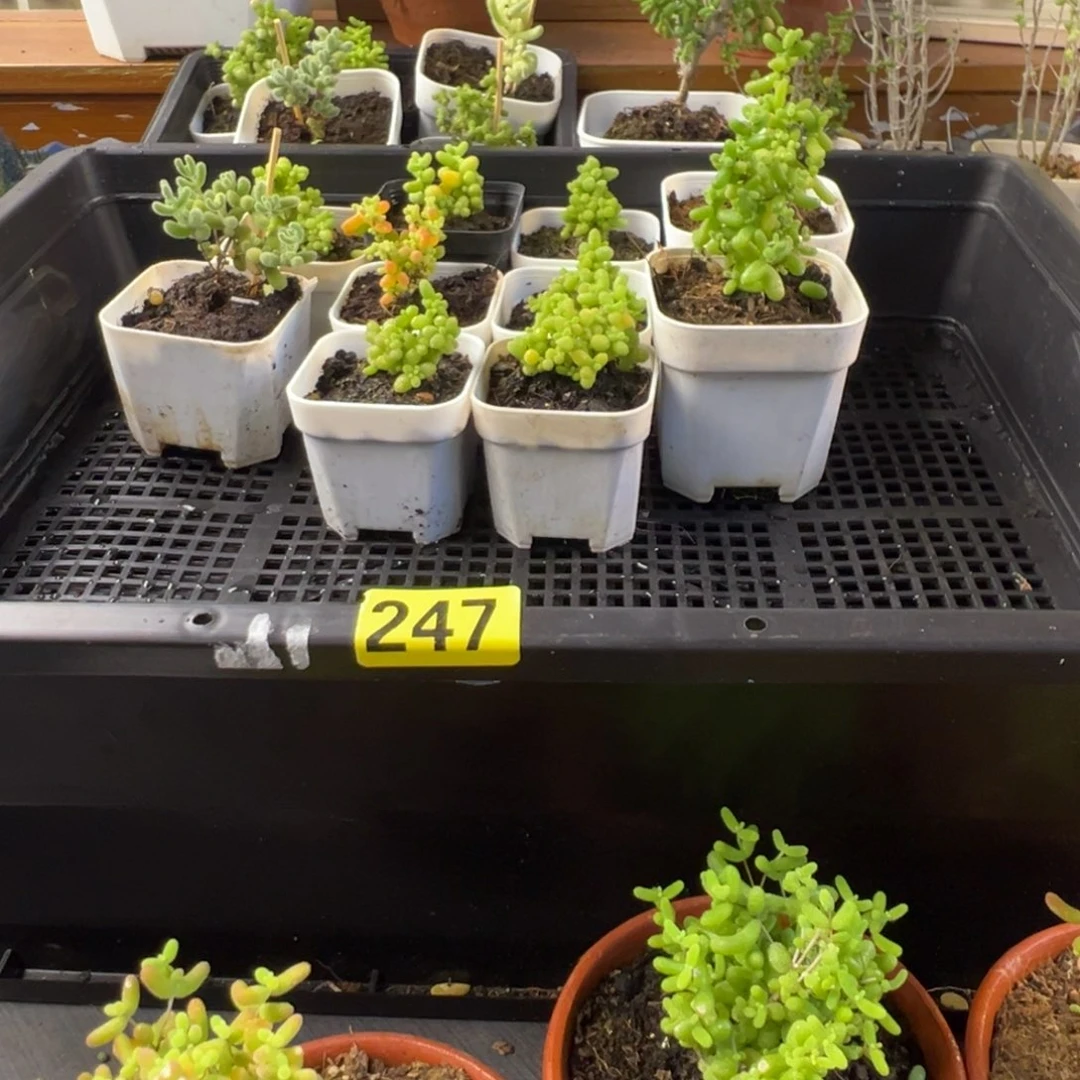 枝干番杏多肉植物247
