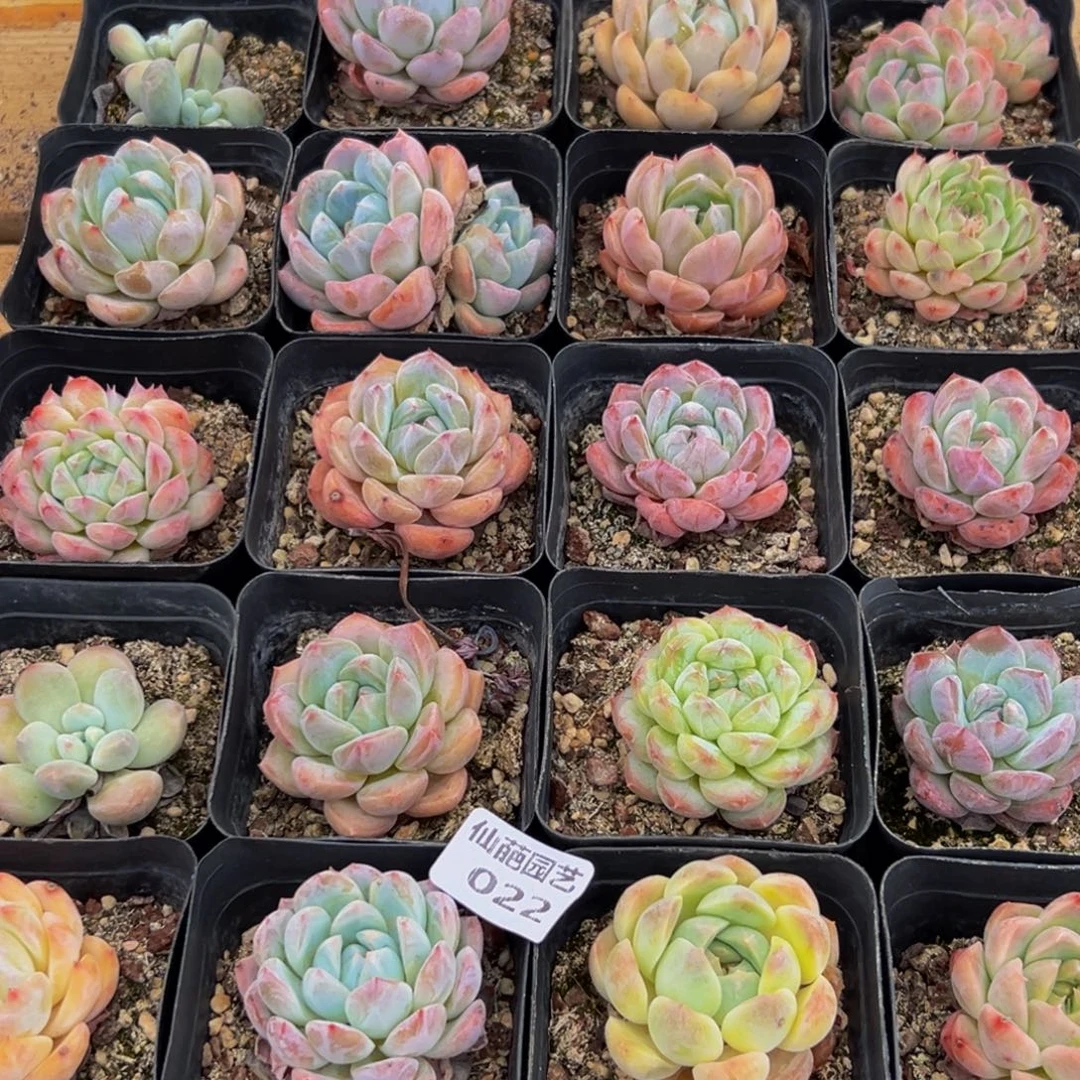 022多肉的小龙虾和