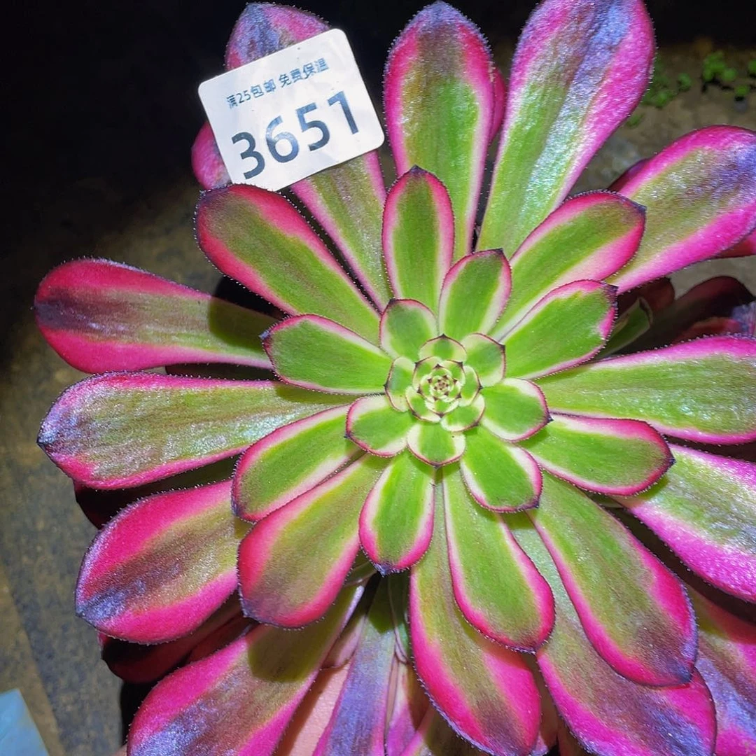 3651女儿红多肉植物