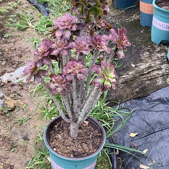 黑法21多肉植物法师法师法师