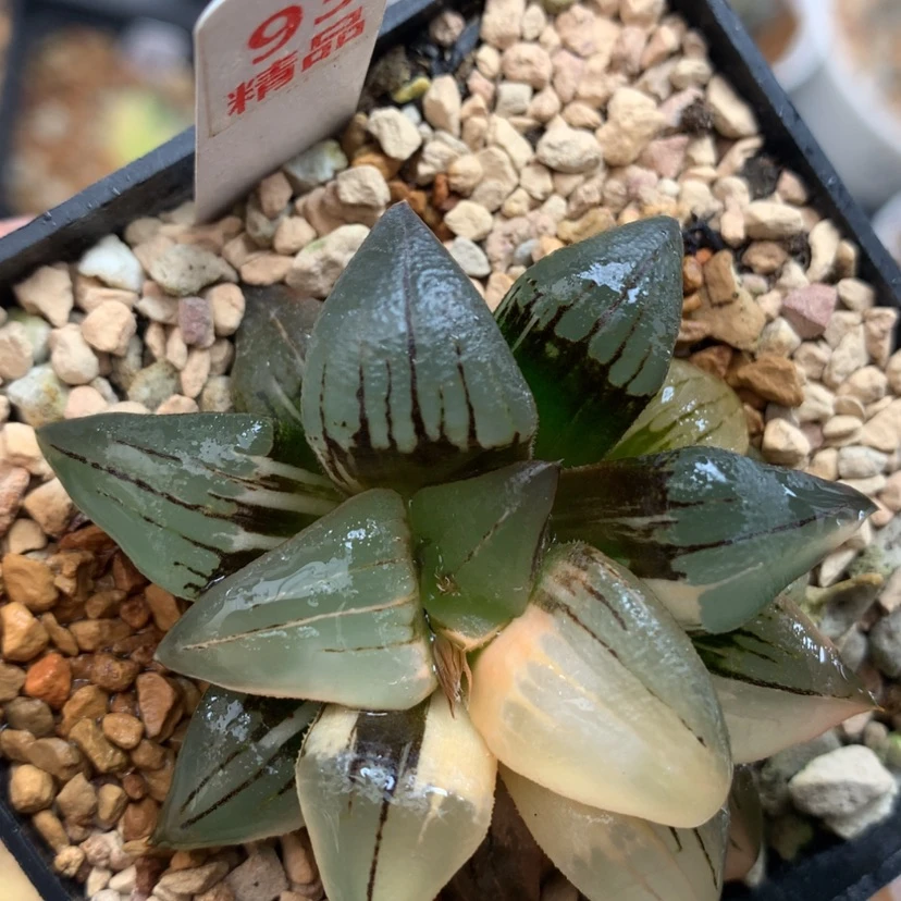 【闪购商品】93红纹