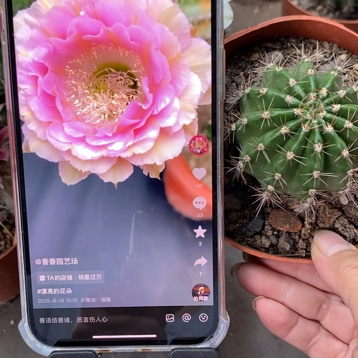 香香520带根4.5-5公分左右