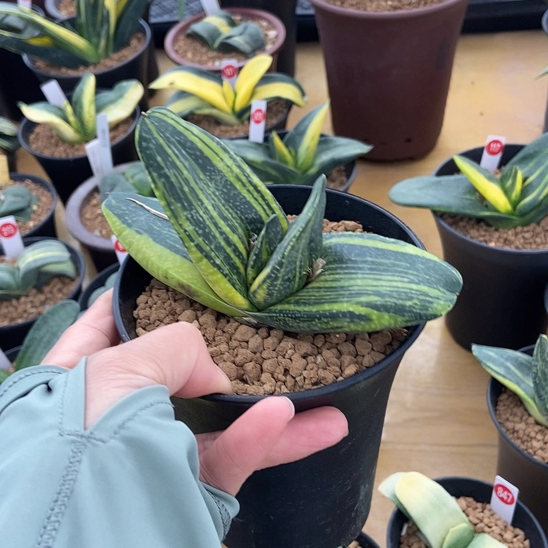 多***蜡123466卧牛实生锦带盆发货