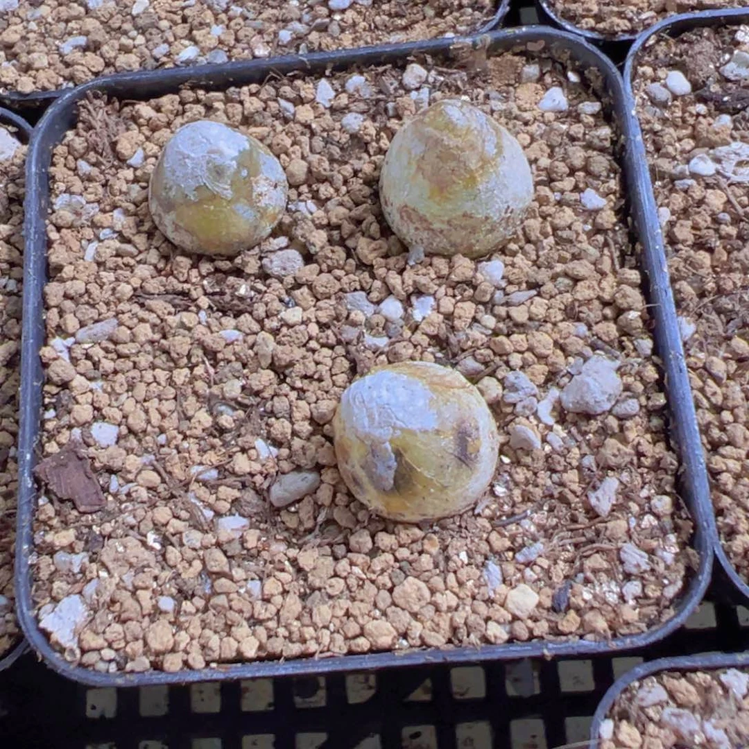 量拍灯泡6颗，尺寸1公分左右