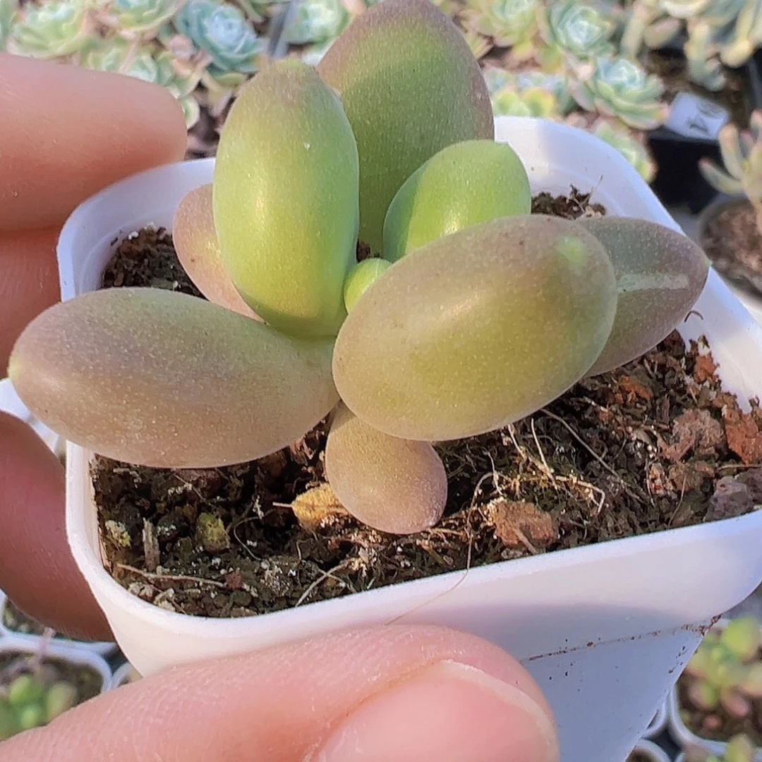 芒果奶2颗19包邮多肉