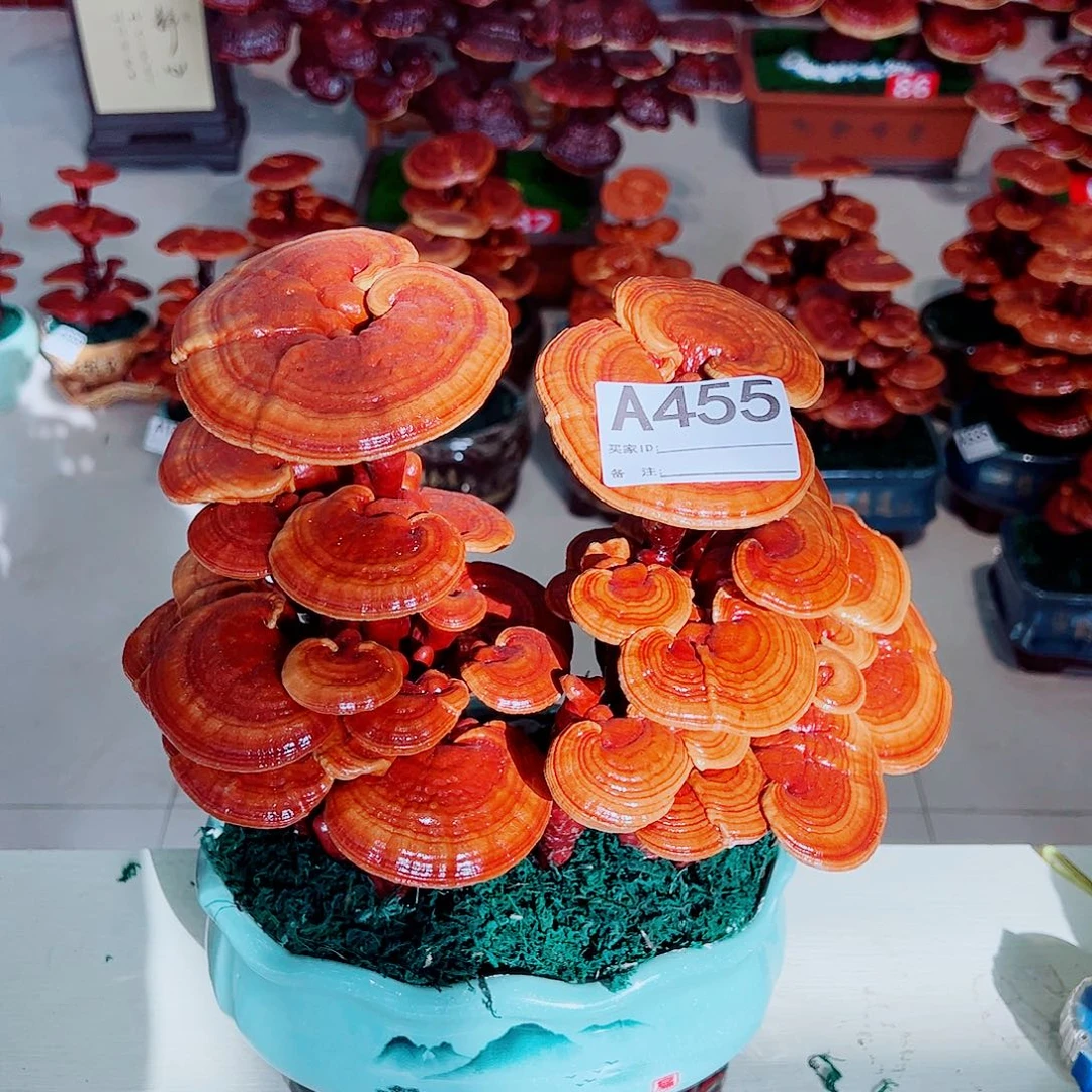 无花朵灵芝盆景双颗大三层