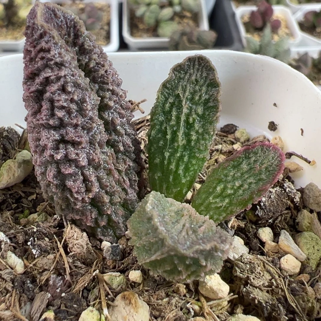 大叶倒刺实生新品大苗多肉植物