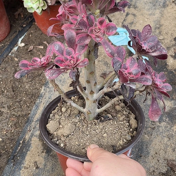 170香奈儿多肉植物法师