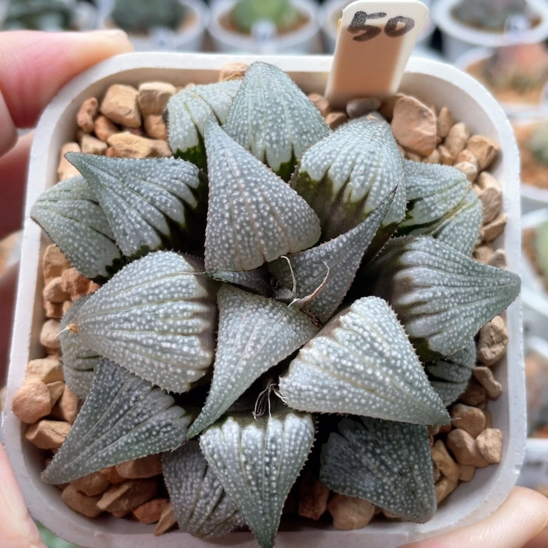50吕之星芭提雅。