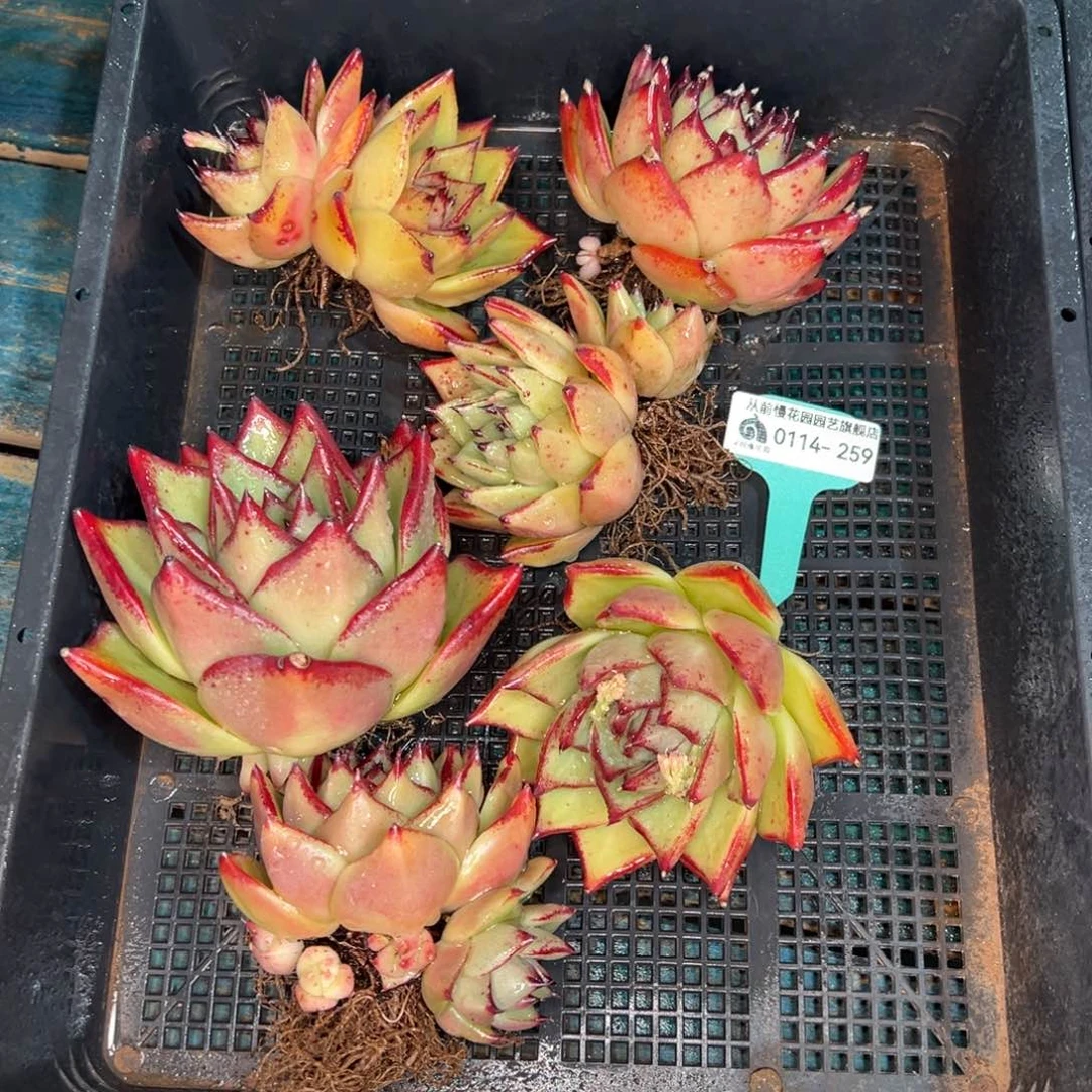 从前慢多肉精选编号0114.259