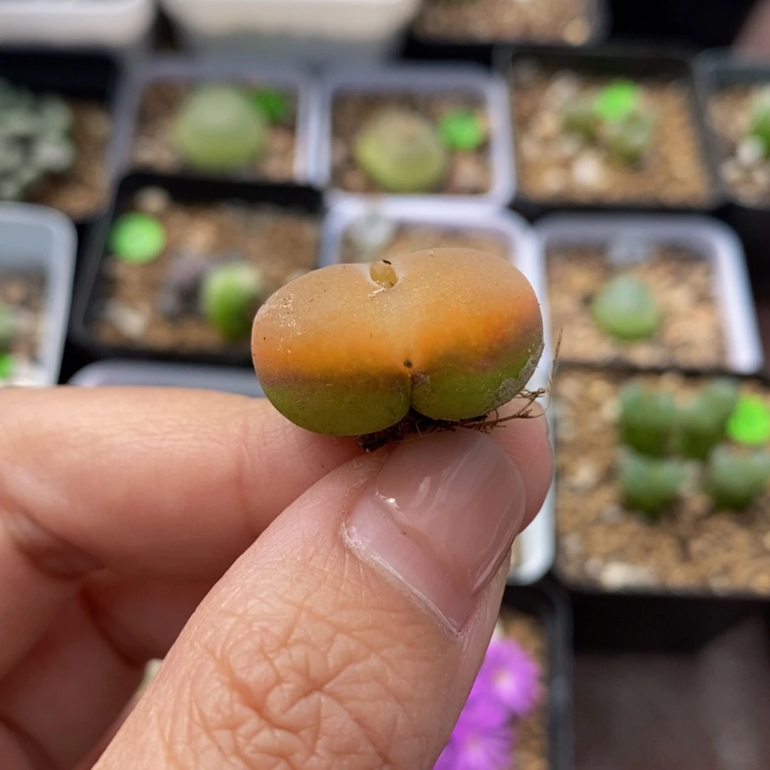 贴地飞2.2cm多肉植物184