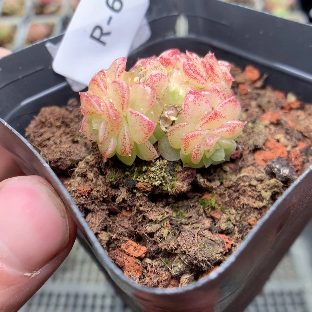 R64y y y y y y y y y t t