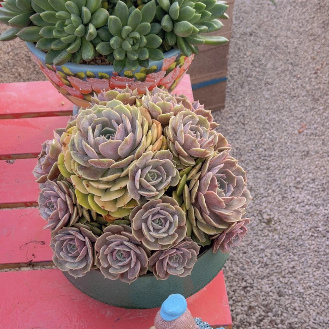 向***。劳拉不带盆向日葵姐姐