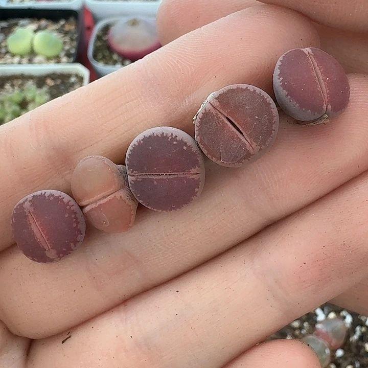 老马生石花ko803