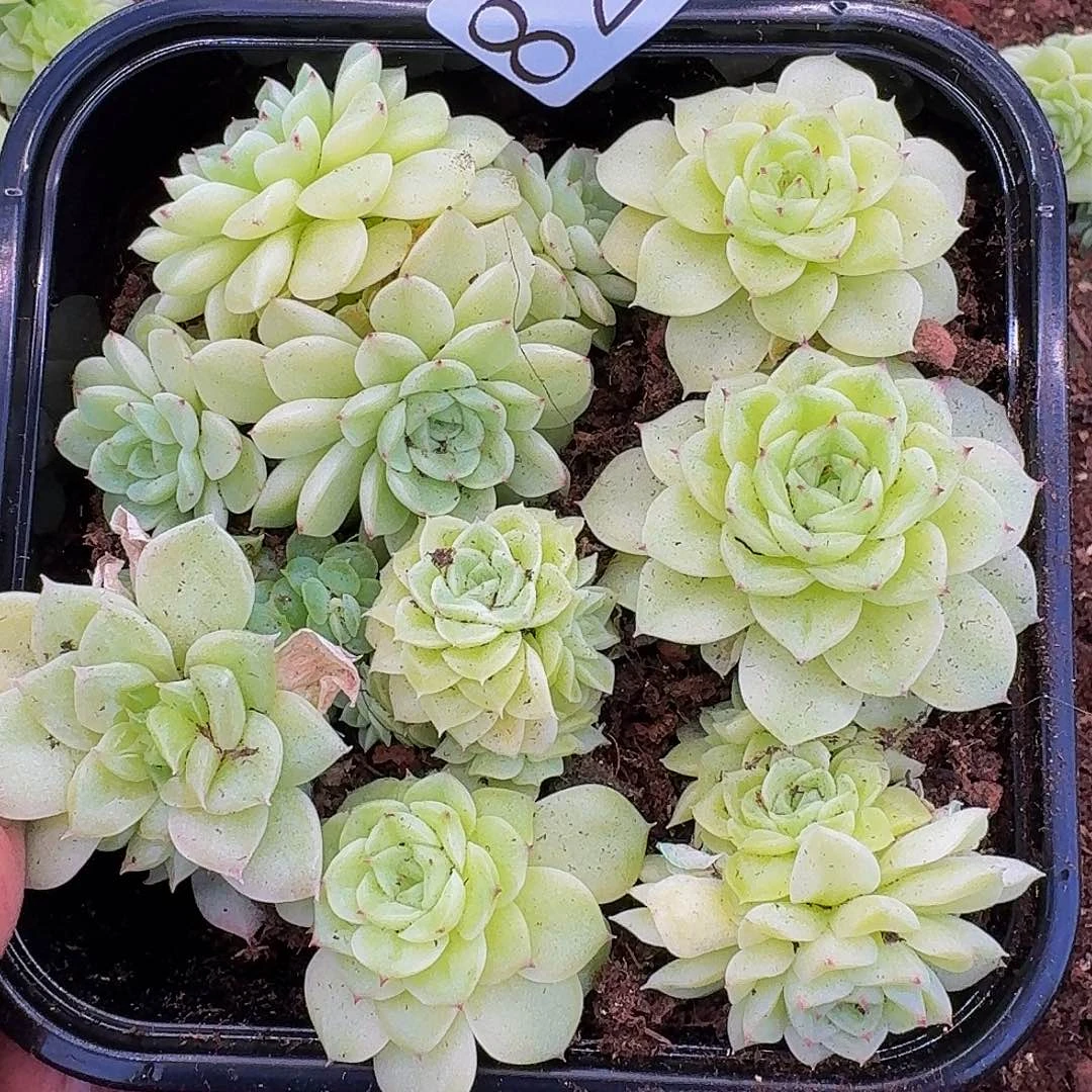多肉植物多肉植物825