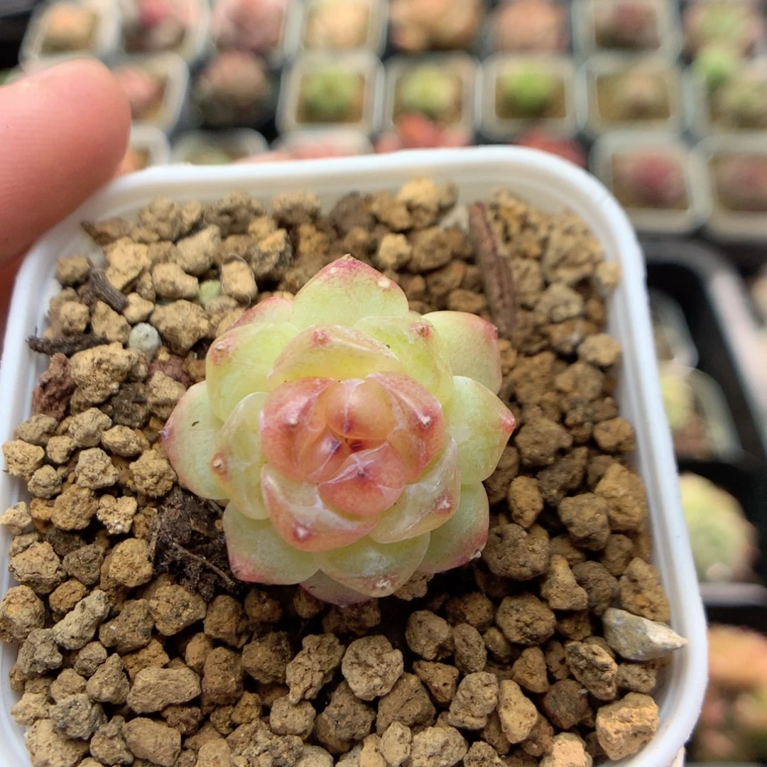 E72 ，柿子多肉20包邮两天凑单，偏远地区不发货