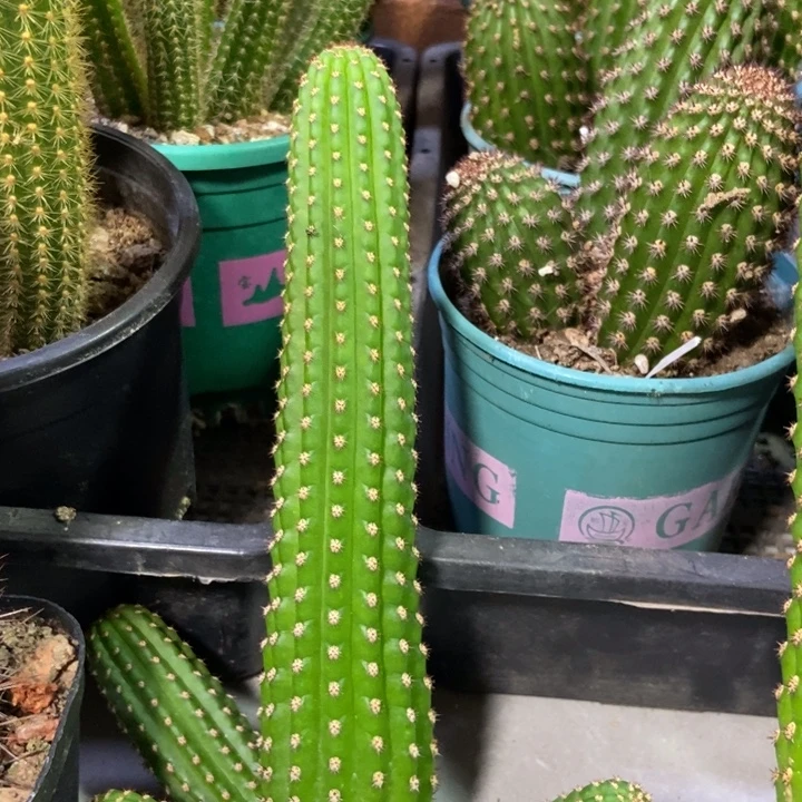 仙人球金四大侧芽一号