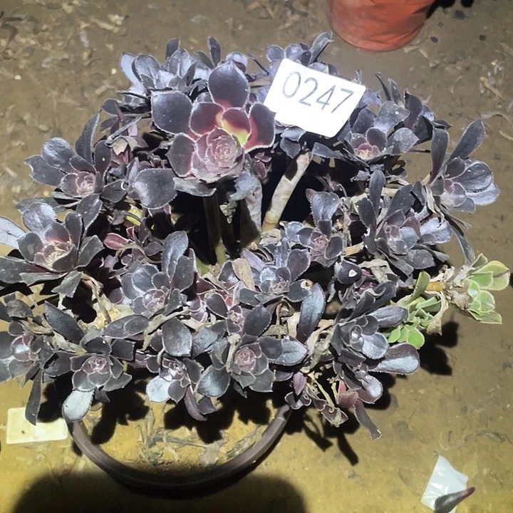 多肉植物法师247魔法师