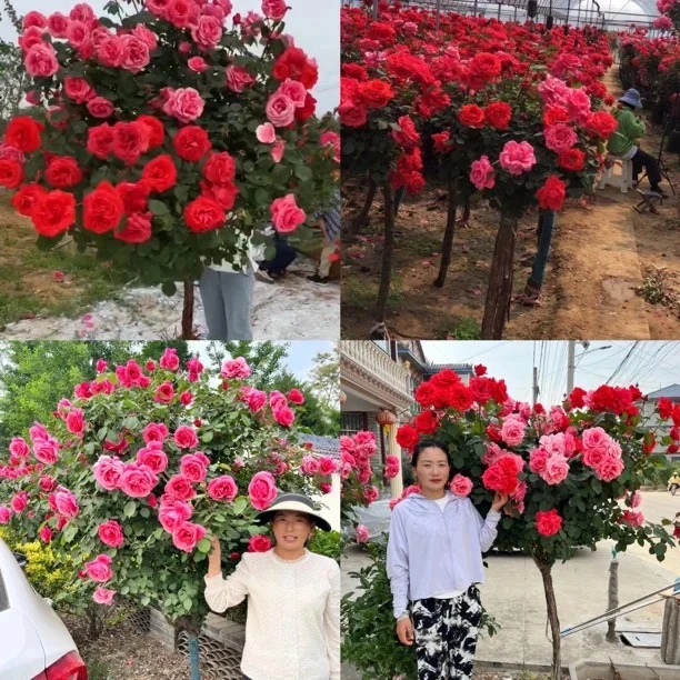 大花浓香型树桩月季 月季树 棒棒糖月季庭院