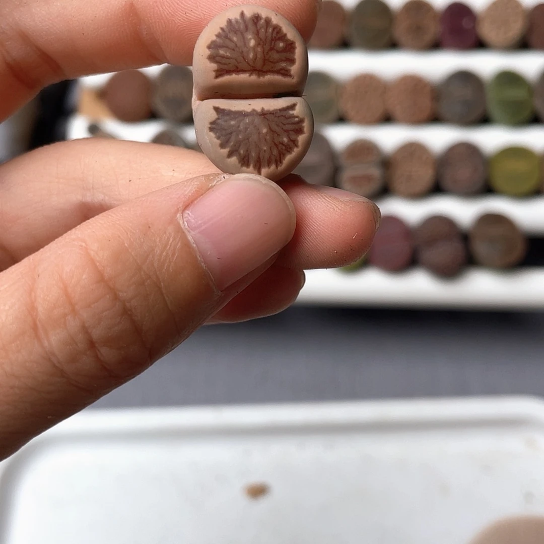 褪*4384大棚清仓甩卖了