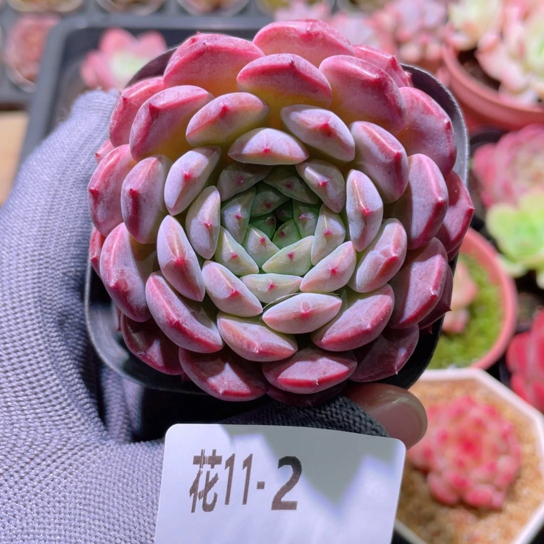 花利美 11-2糖心新品