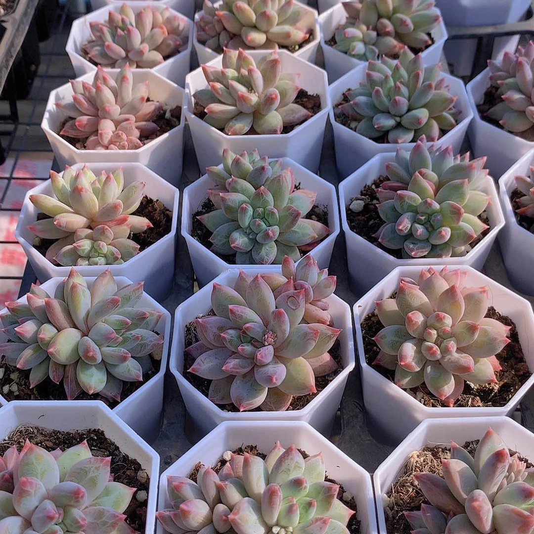 幻影美人245677899999990