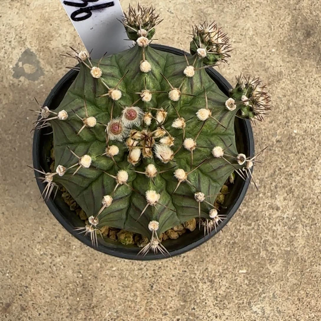 36-0309脱土发多肉