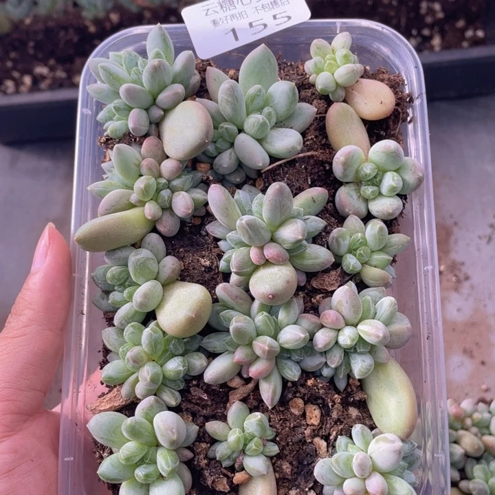 云糖心多肉植物155