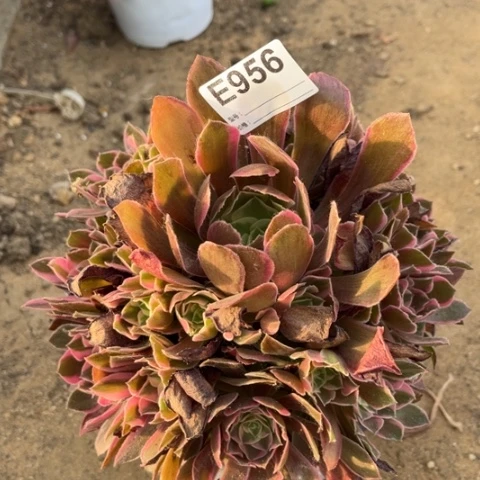 多肉植物男神捧花