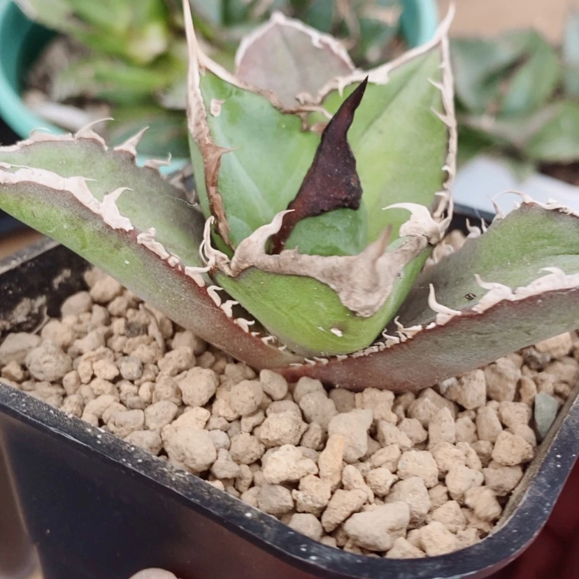 【闪购商品】绿幽灵98