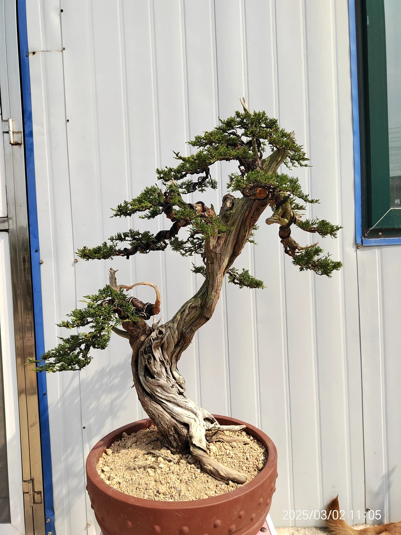 高端松柏盆景造型绿植室内室外精品别墅造景花卉盆栽