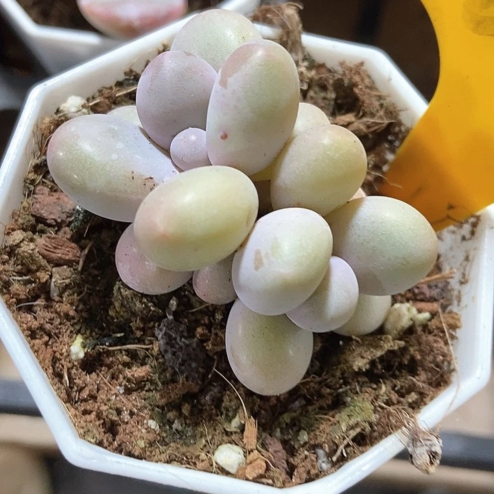 多肉植物彩虹奶1615