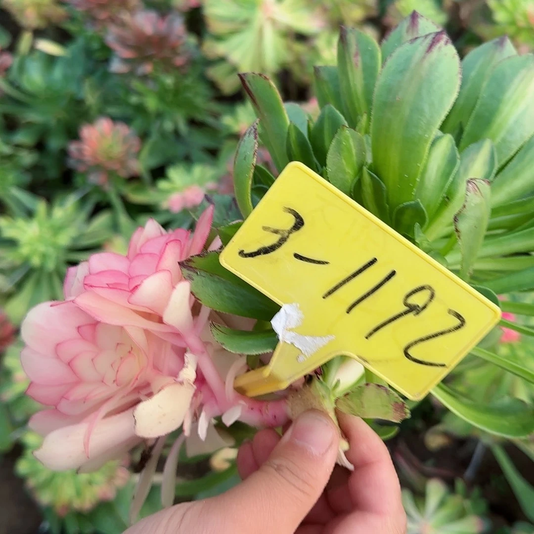 @****雅3-1192---多头多肉植物