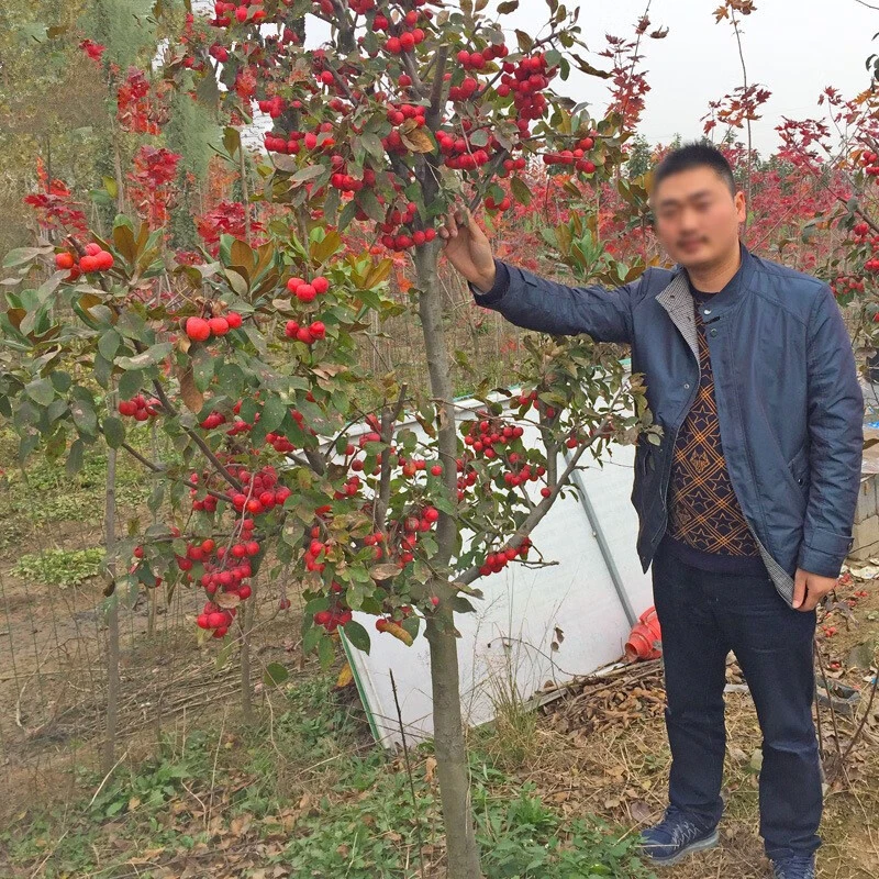 山楂苗嫁接山楂树山楂树苗当年结果南北方种植盆栽果树苗