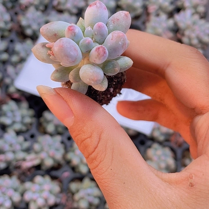 99精品婴儿手指2颗一组