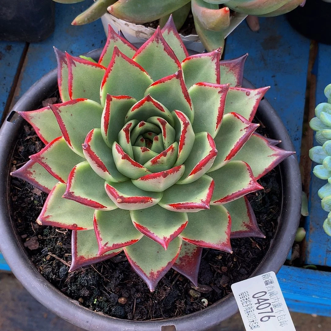 用***7乌木04076多肉多肉