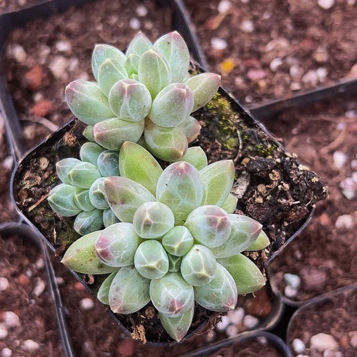 1颗美人系列多肉植物