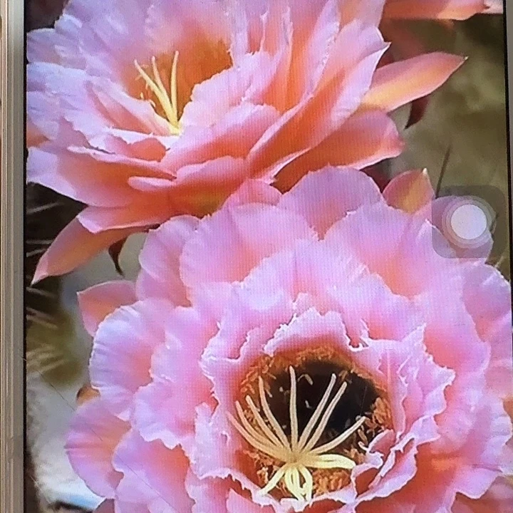 粉桃精灵侧芽5公分左右毛花柱（20包邮）