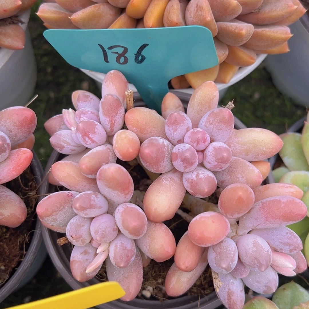 香玉的故事是一个人的故事吗