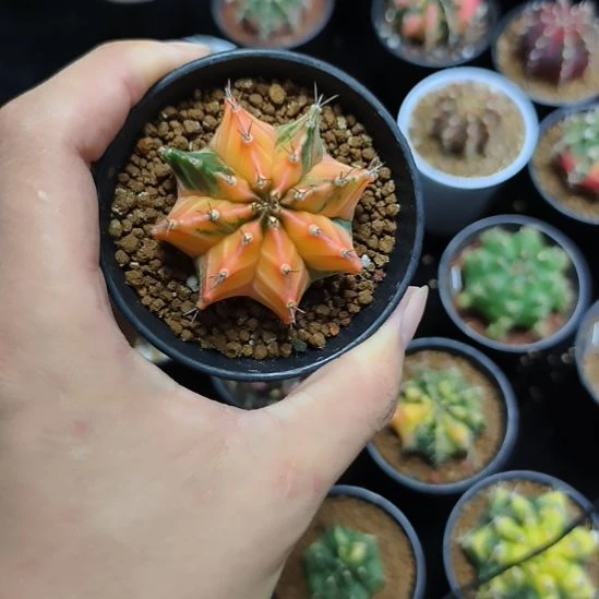 实生米哈锦带盆土发货