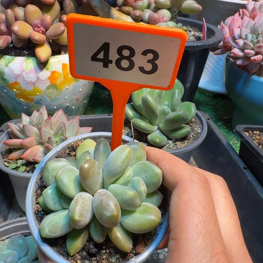 多肉植物胖体x系483