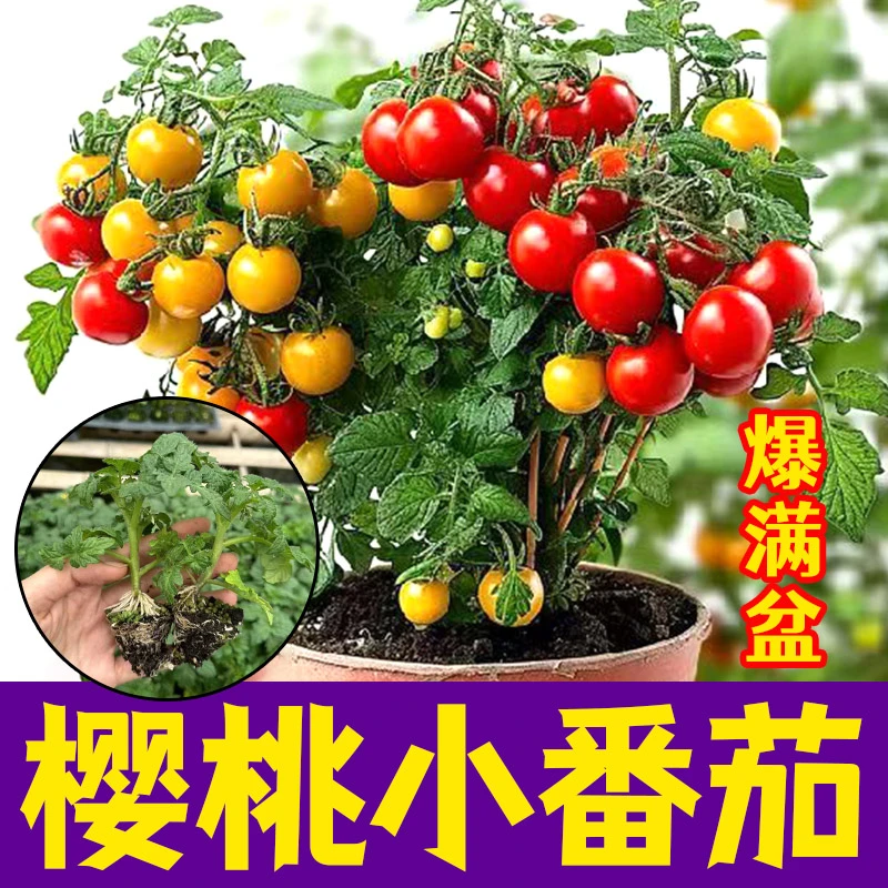 矮生红黄小番茄秧苗四季蔬菜种子带土球山东寿光苗高产蔬菜种籽