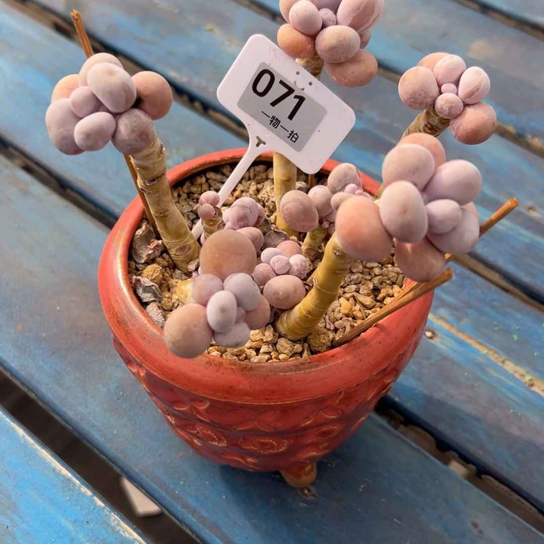 凌***瓴71、感谢哥哥出v把vv呢