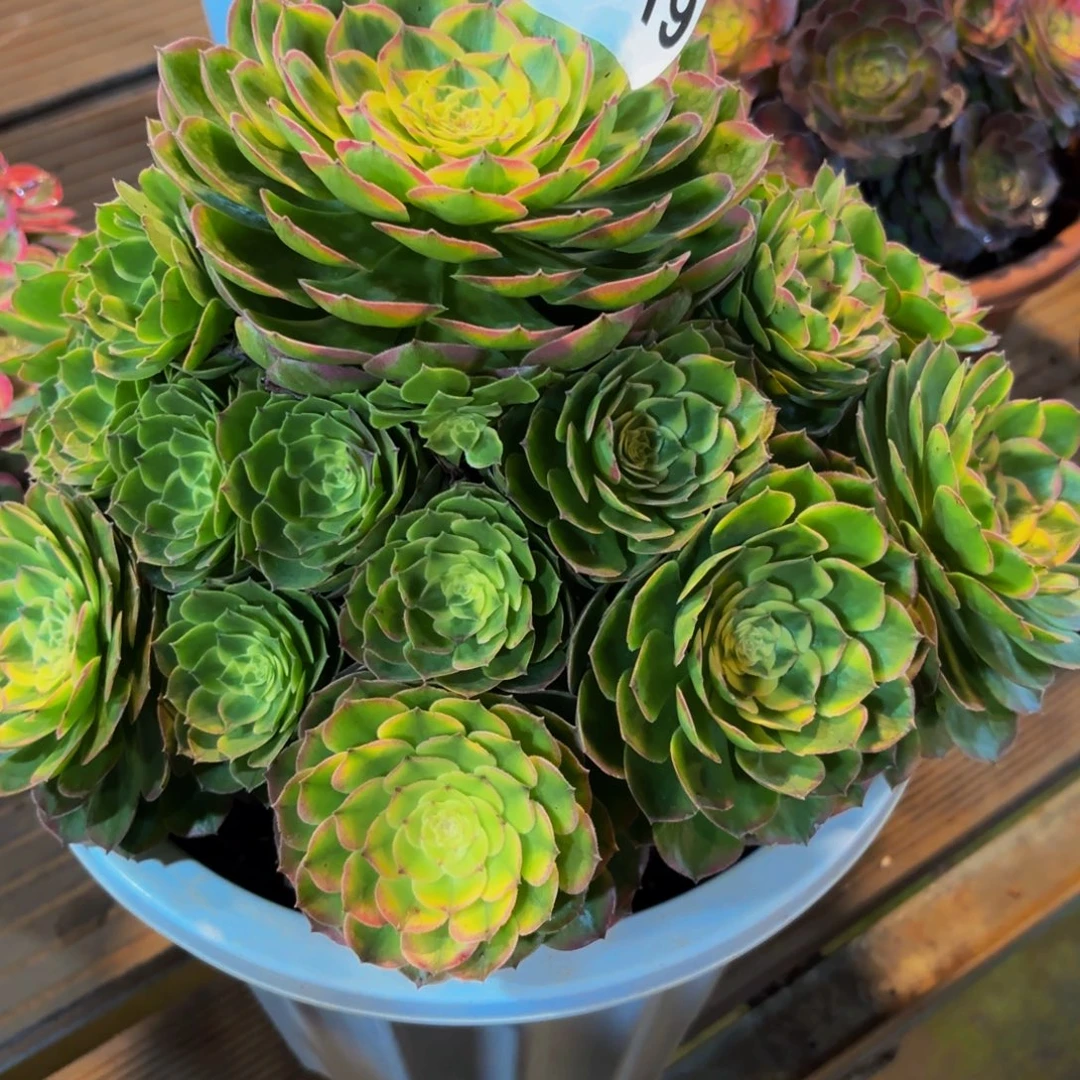 紫***02319多肉植物海鲜