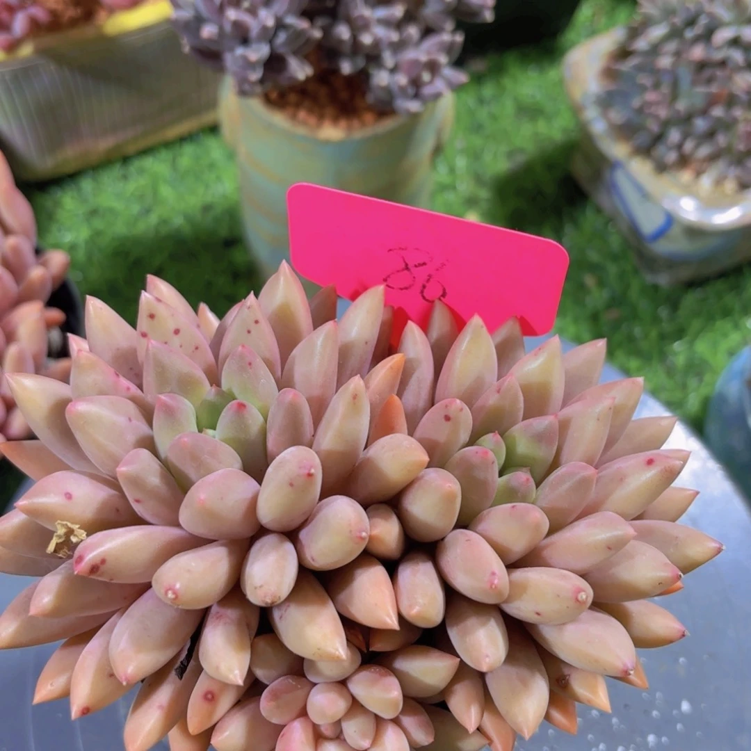 凯****人我的小可爱们都好可爱